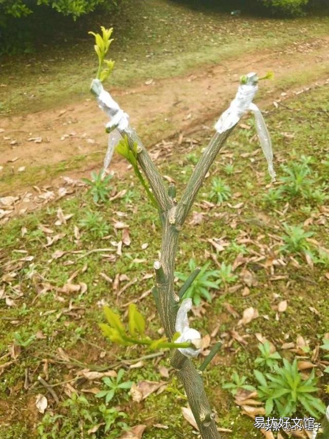 果树嫁接苗怎样管理?定植后如何管理?