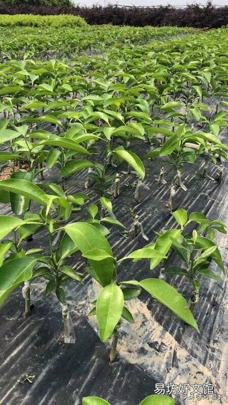 果树嫁接苗怎样管理?定植后如何管理?
