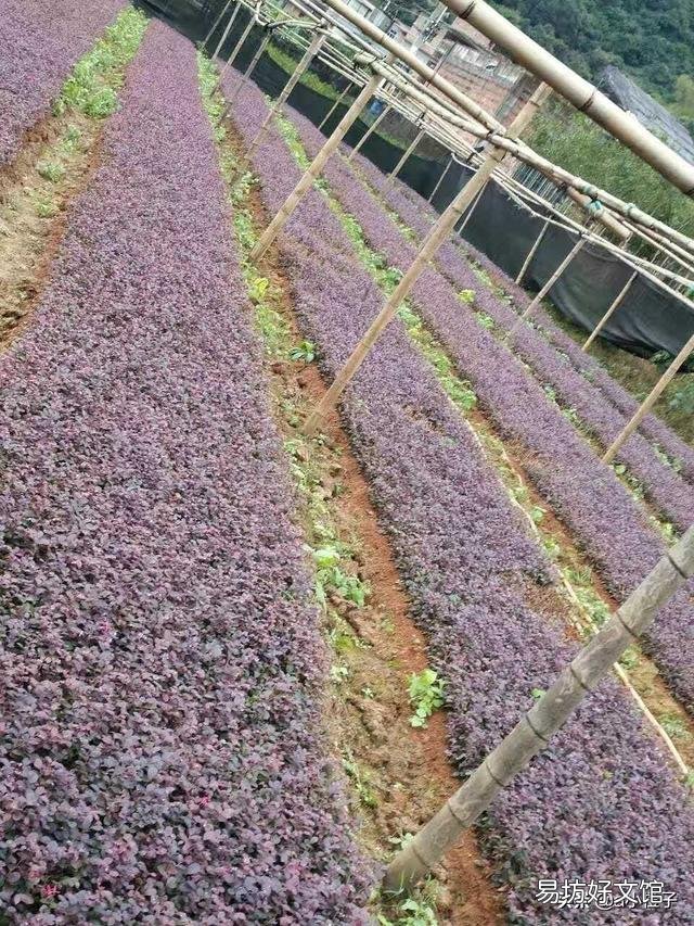 果树嫁接苗怎样管理?定植后如何管理?