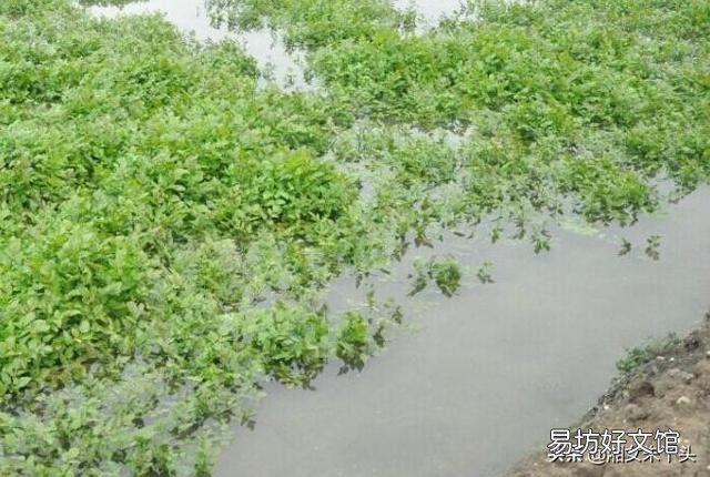 如何科学种植水芹,有哪些好方法?