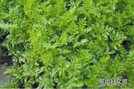 如何科学种植水芹,有哪些好方法?