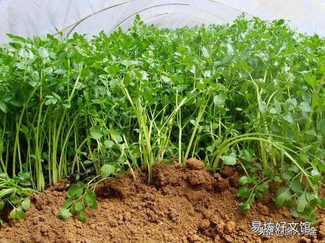 如何科学种植水芹,有哪些好方法?