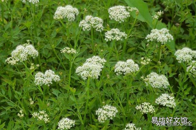 如何科学种植水芹,有哪些好方法?