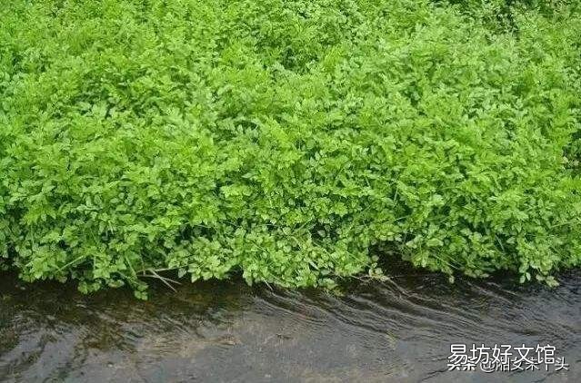 如何科学种植水芹,有哪些好方法?