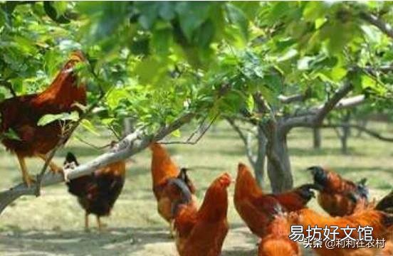 我租了100亩核桃树林,可以搞散养土鸡吗?怎么操作好,谢谢?