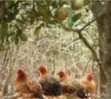 我租了100亩核桃树林,可以搞散养土鸡吗?怎么操作好,谢谢?
