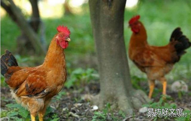 我租了100亩核桃树林,可以搞散养土鸡吗?怎么操作好,谢谢?
