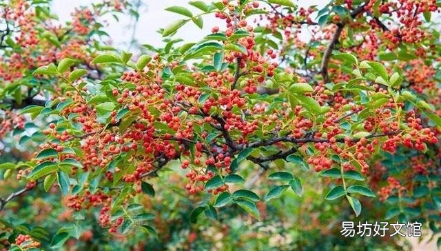 花椒树苗什么时候播种,怎么播种花椒种子好?