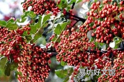 花椒树苗什么时候播种,怎么播种花椒种子好?