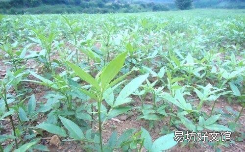 花椒树苗什么时候播种,怎么播种花椒种子好?