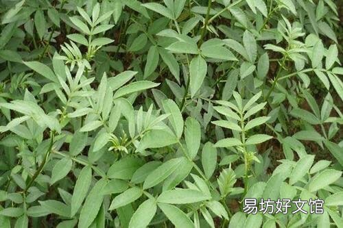 花椒树苗什么时候播种,怎么播种花椒种子好?