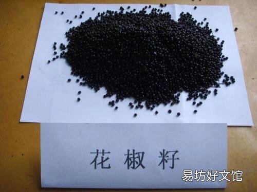 花椒树苗什么时候播种,怎么播种花椒种子好?