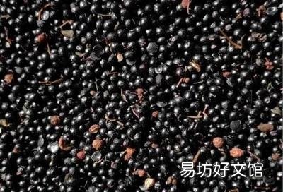 花椒树苗什么时候播种,怎么播种花椒种子好?