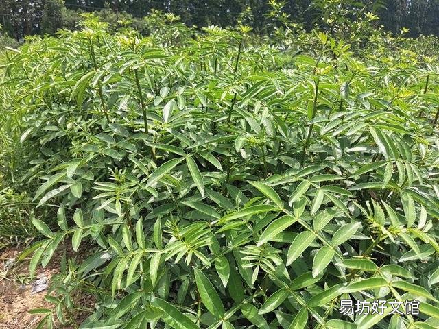 花椒树苗什么时候播种,怎么播种花椒种子好?