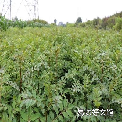 花椒树苗什么时候播种,怎么播种花椒种子好?