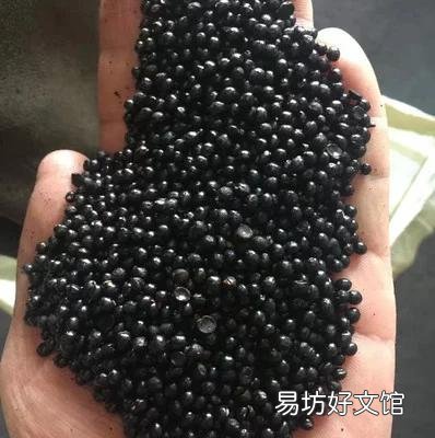 花椒树苗什么时候播种,怎么播种花椒种子好?