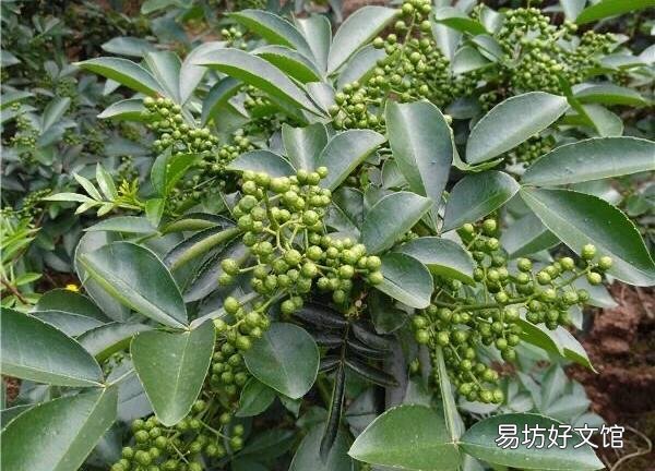 花椒树苗什么时候播种,怎么播种花椒种子好?
