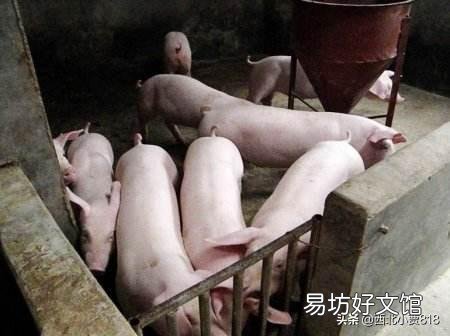 新生仔猪腹泻怎么治?