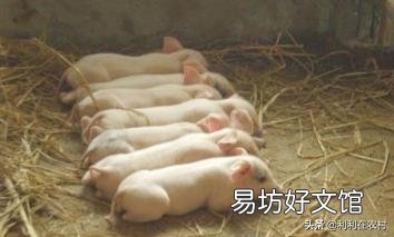 新生仔猪腹泻怎么治?