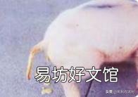 新生仔猪腹泻怎么治?