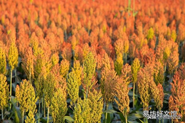 高粱如何栽培才能高产?