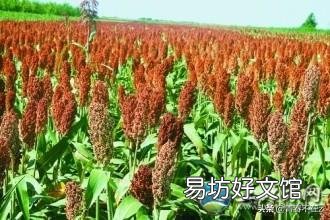 高粱如何栽培才能高产?