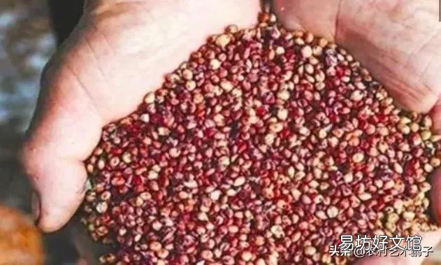 高粱如何栽培才能高产?