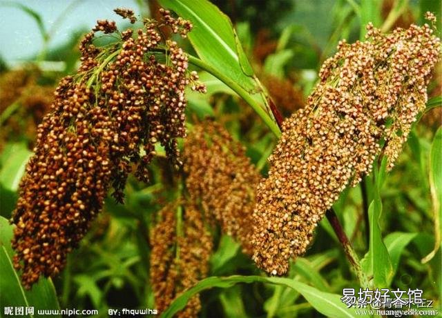 高粱如何栽培才能高产?