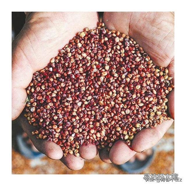 高粱如何栽培才能高产?