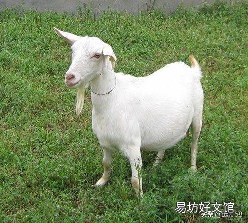 母羊超过生产日期怎么办?