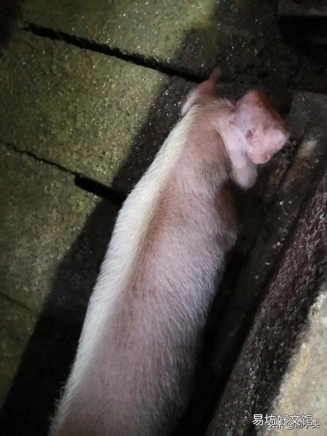 如何鉴别和管理僵猪呢？