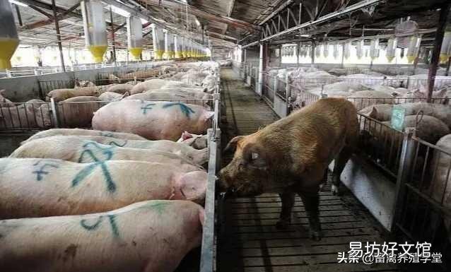 如何鉴别和管理僵猪呢？