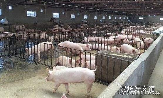 给猪驱虫有什么意义,怎样正确驱虫?