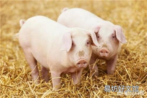 给猪驱虫有什么意义,怎样正确驱虫?