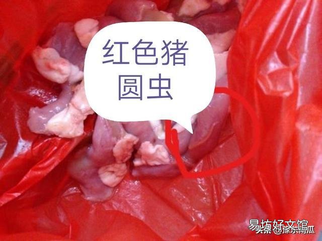 给猪驱虫有什么意义,怎样正确驱虫?