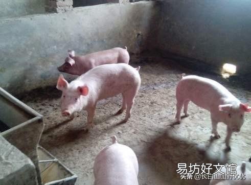 给猪驱虫有什么意义,怎样正确驱虫?
