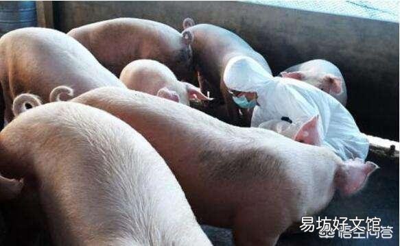给猪驱虫有什么意义,怎样正确驱虫?