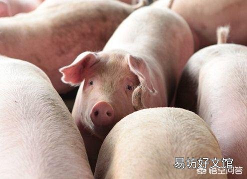给猪驱虫有什么意义,怎样正确驱虫?