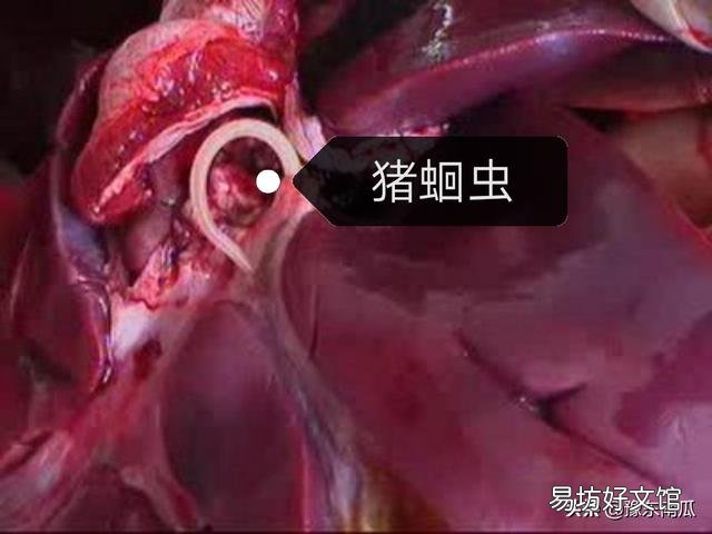给猪驱虫有什么意义,怎样正确驱虫?
