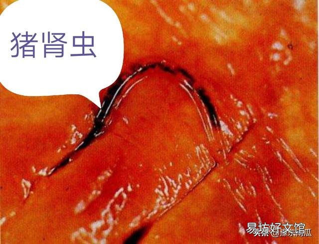 给猪驱虫有什么意义,怎样正确驱虫?