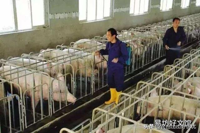 给猪驱虫有什么意义,怎样正确驱虫?