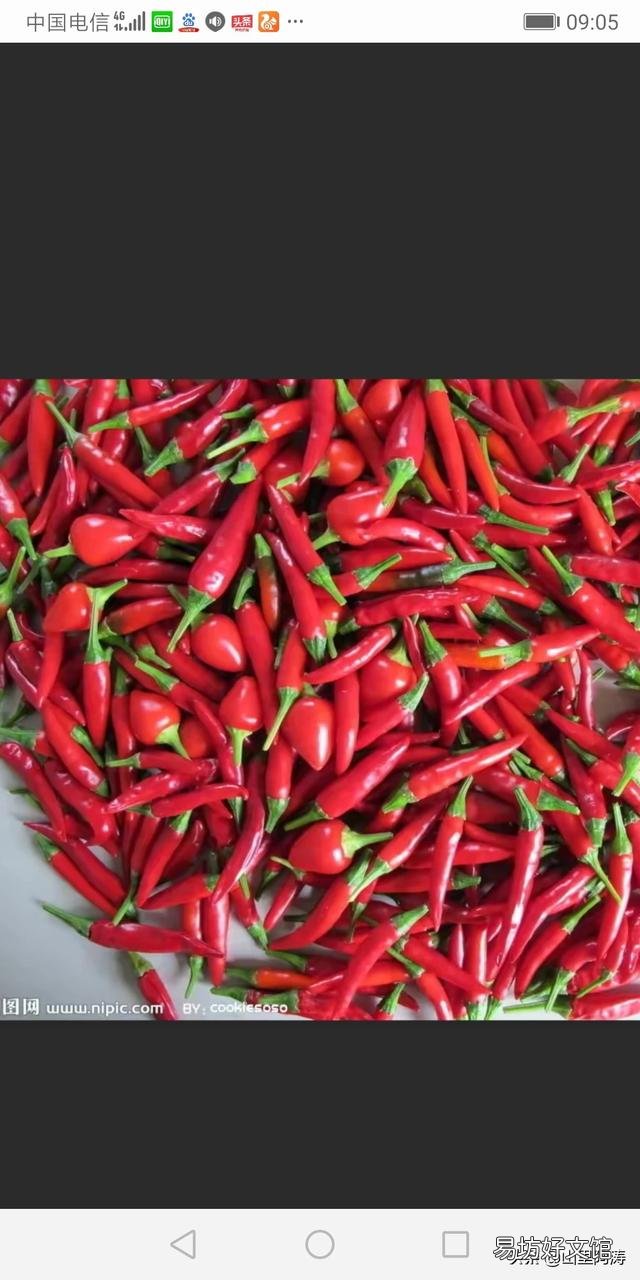 农村种植的菜椒,为什么都特别辣,是买饭假种子吗?