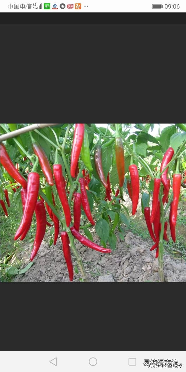 农村种植的菜椒,为什么都特别辣,是买饭假种子吗?