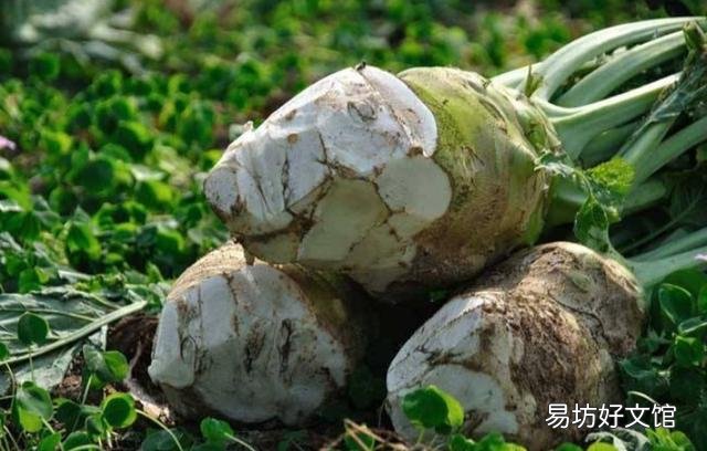 芥菜幼苗定植后,如何进行水肥管理?