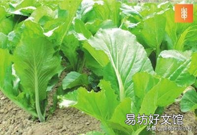 芥菜幼苗定植后,如何进行水肥管理?