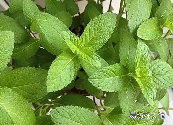 农村庭院墙根很爱种植一些薄荷,有什么用途呢?薄荷怎么种植?