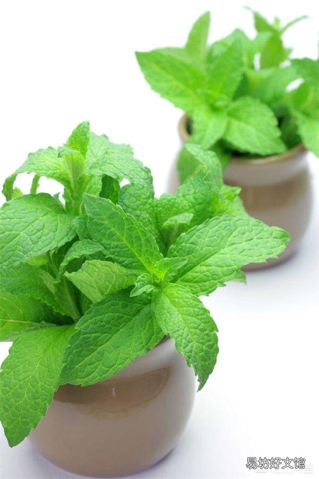 农村庭院墙根很爱种植一些薄荷,有什么用途呢?薄荷怎么种植?