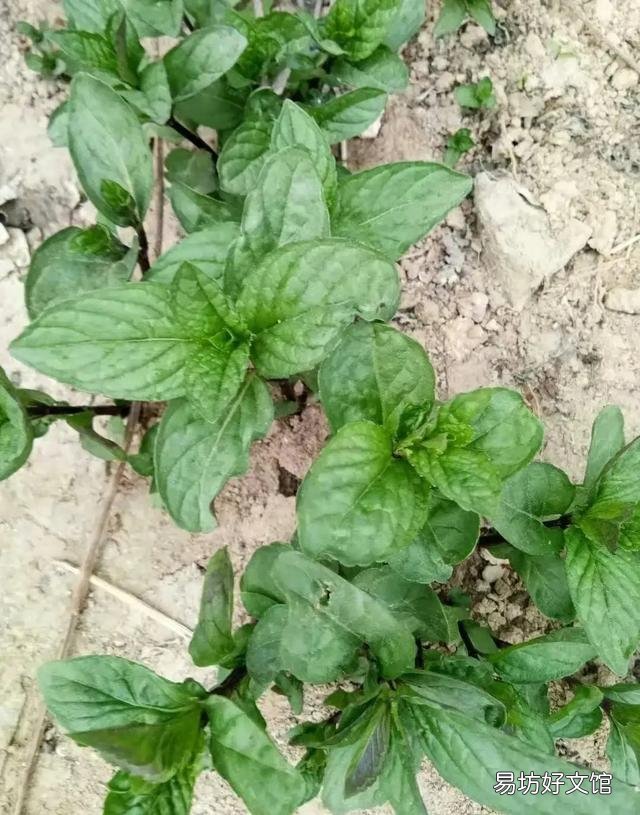 农村庭院墙根很爱种植一些薄荷,有什么用途呢?薄荷怎么种植?