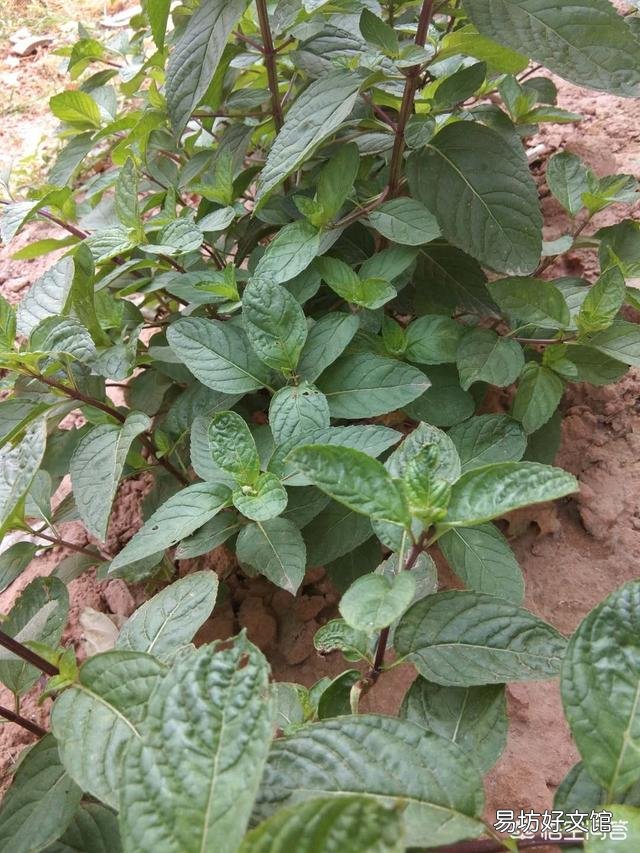 农村庭院墙根很爱种植一些薄荷,有什么用途呢?薄荷怎么种植?