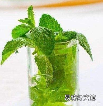 农村庭院墙根很爱种植一些薄荷,有什么用途呢?薄荷怎么种植?